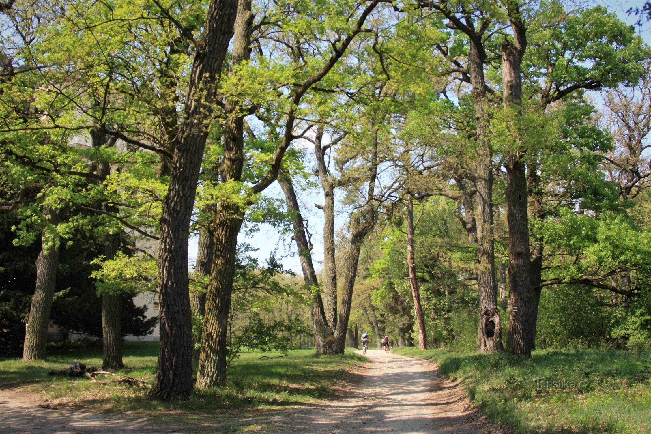 Lednice-Valtice area - Boří les