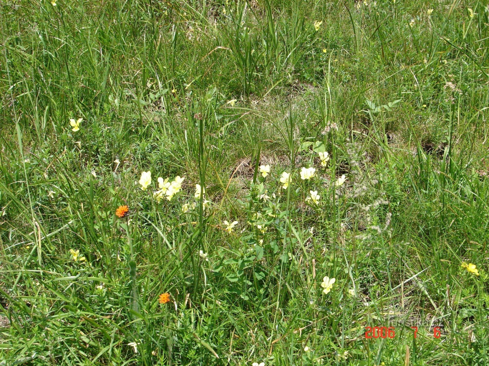 Glacier kar i fuldt flor.