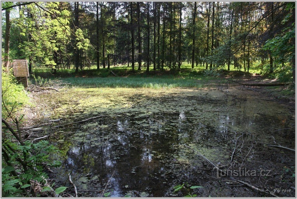睡蓮の池