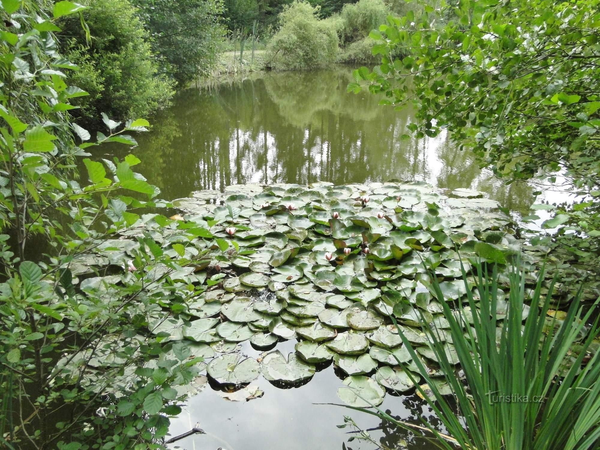 water lilies in Dobračov