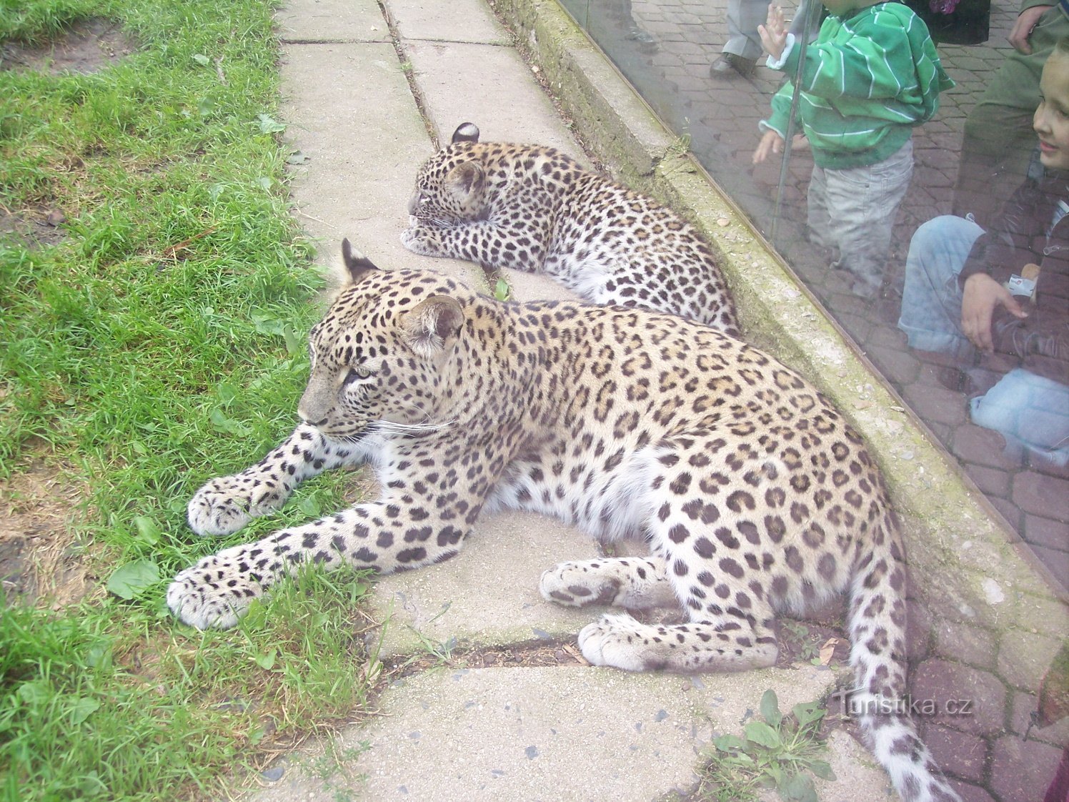 leopardos atrás do vidro