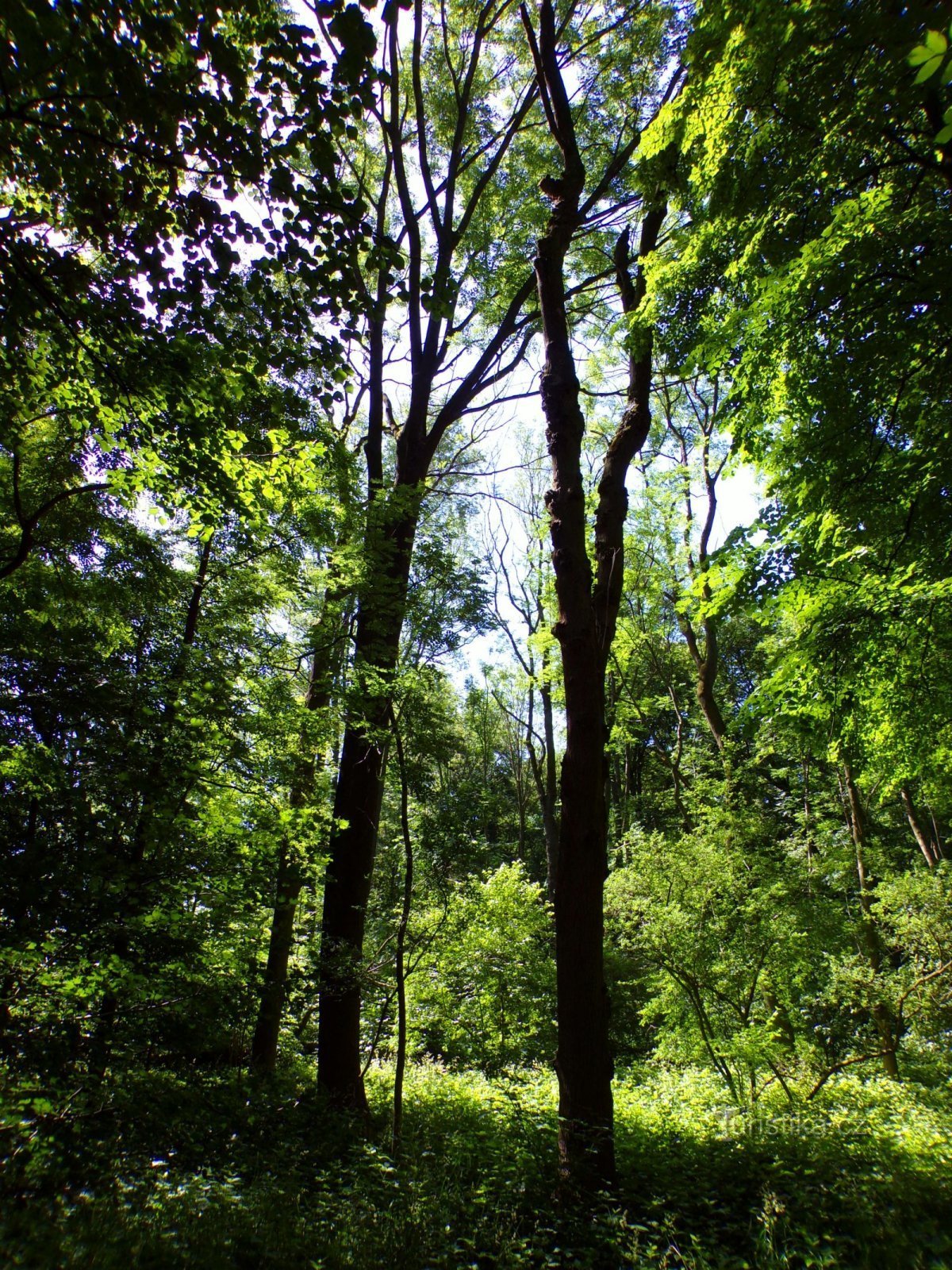 Pădurea Bažantnice (Dolní Přím, 18.6.2022)