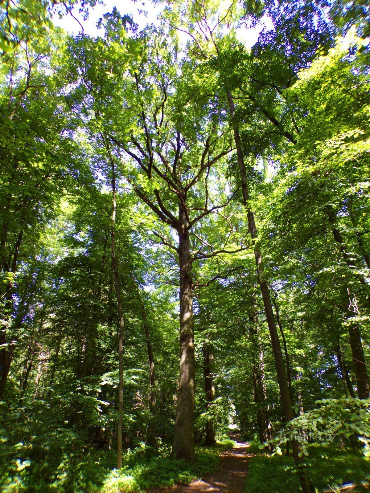 Bažantnice-erdő (Dolní Přím, 18.6.2022.)