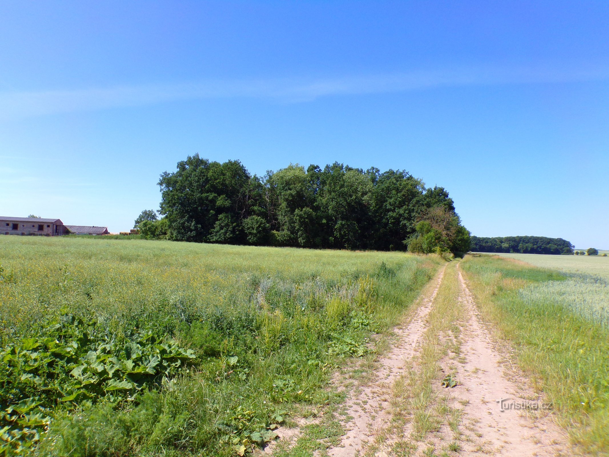 Les Bažantnice (Dolní Přím, 18.6.2022)