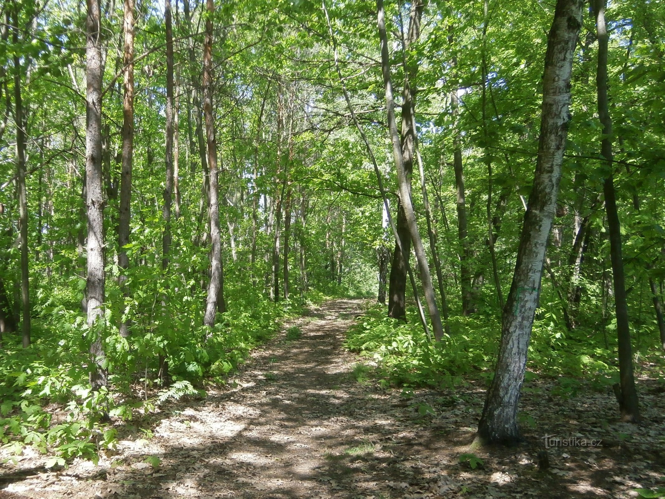 Rừng Borovinka (Hradec Králové, 15.5.2013/XNUMX/XNUMX)