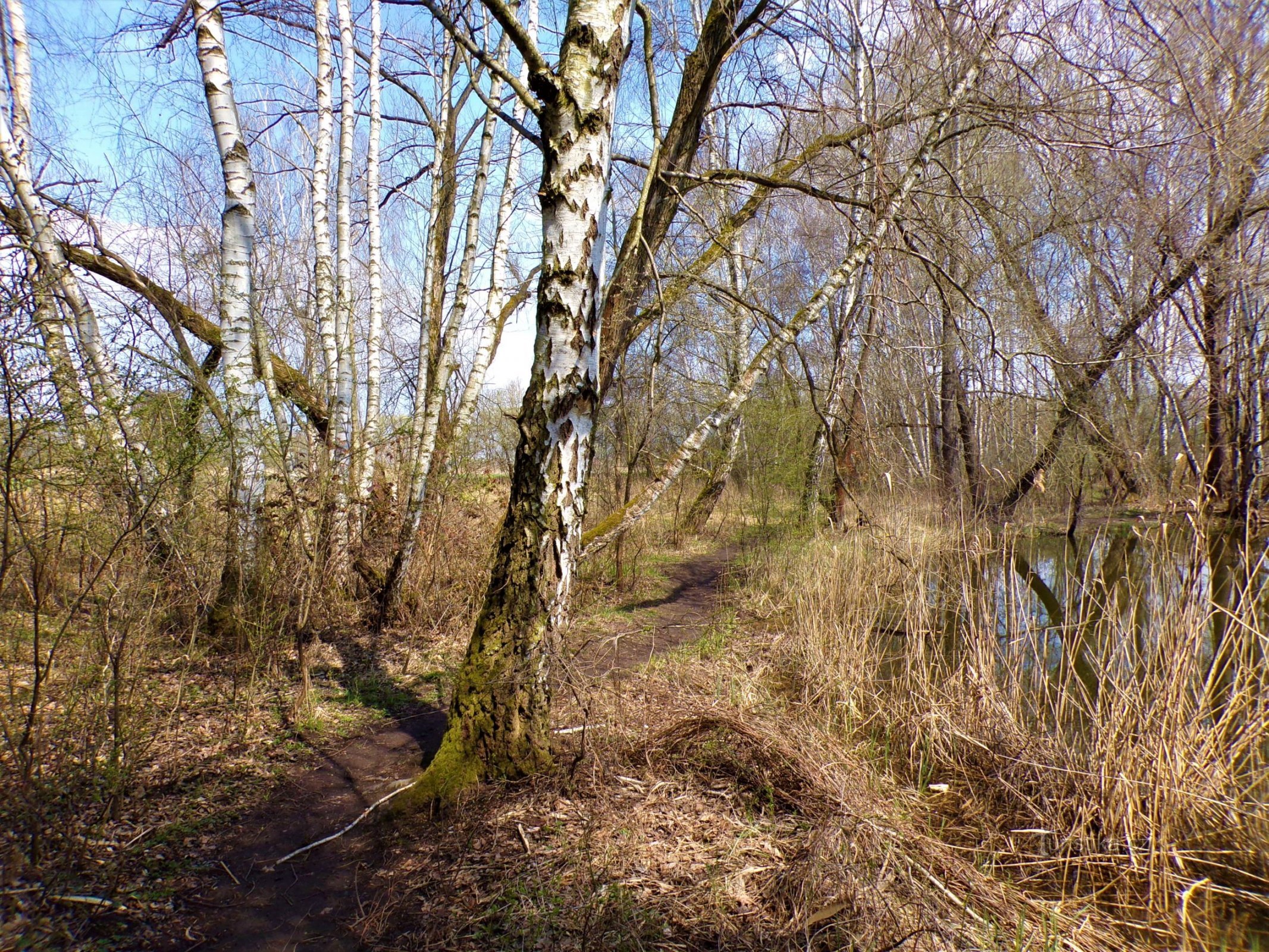 Borovinka forest (Hradec Králové, 20.4.2021/XNUMX/XNUMX)