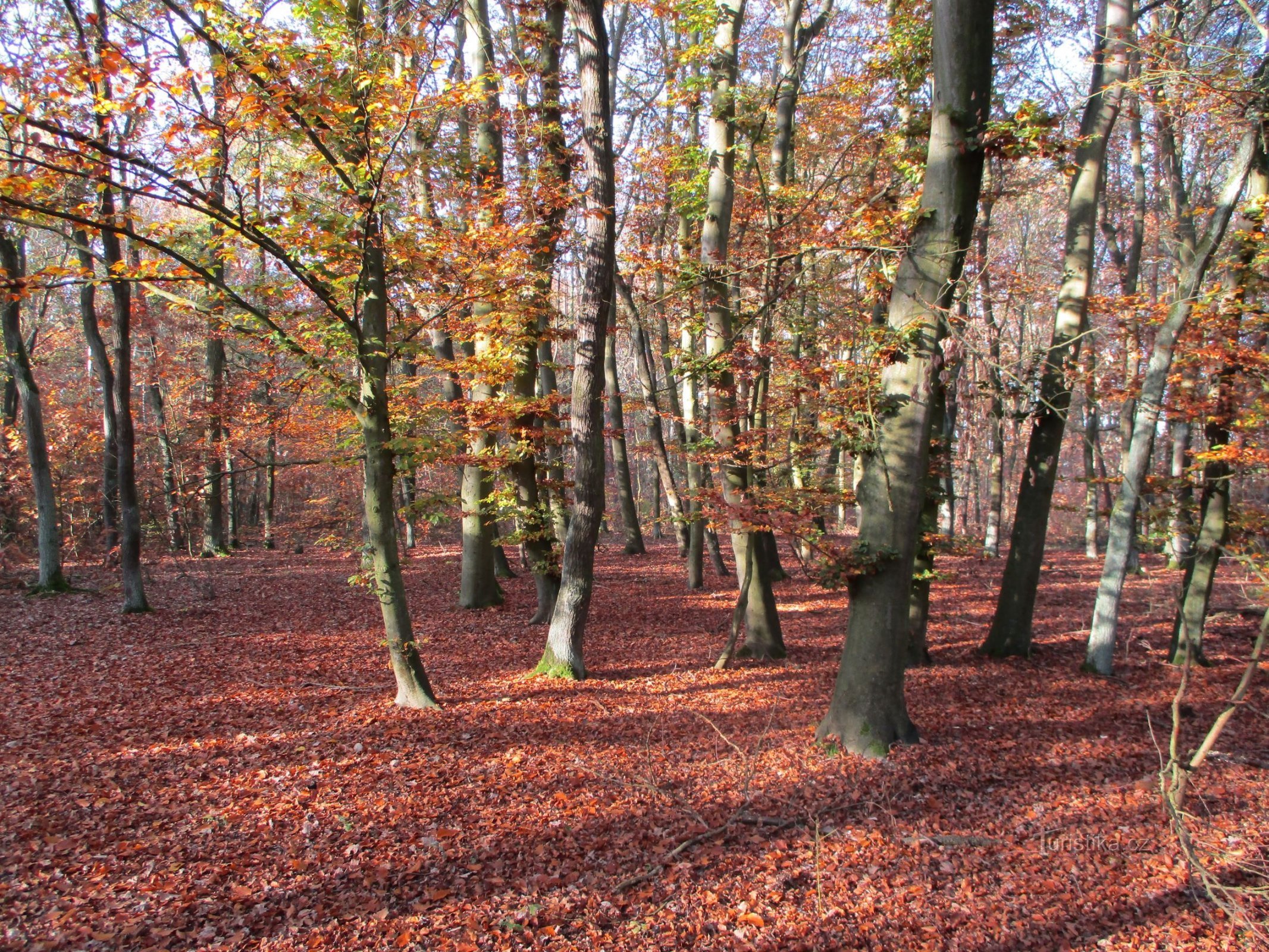 Rừng Borovinka (Hradec Králové, 27.10.2019/XNUMX/XNUMX)