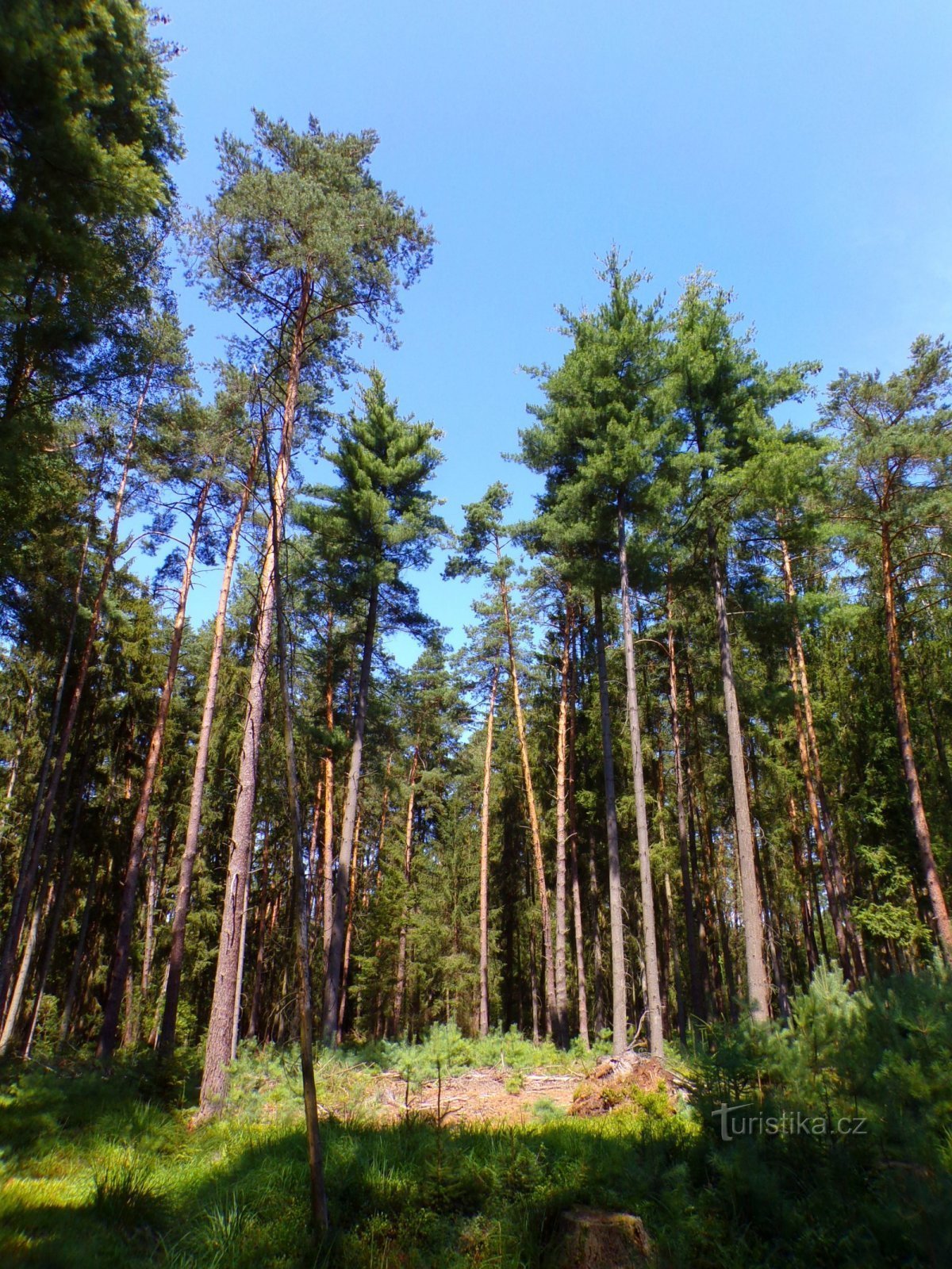 Bosque de Častovec (Běleč nad Orlicí, 21.7.2022)