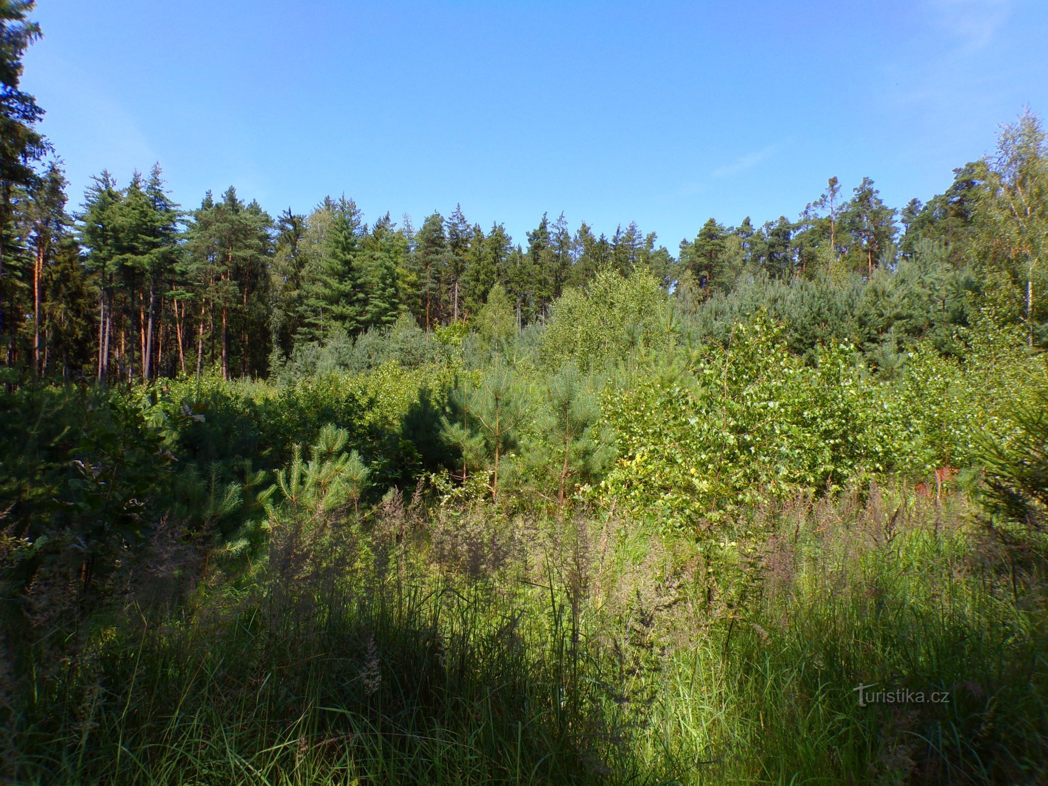 Gozd Častovec (Běleč nad Orlicí, 21.7.2022)