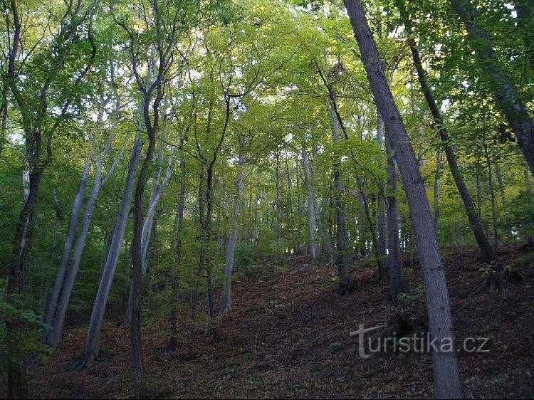 Bosque en el camino de Brno a Sedlo