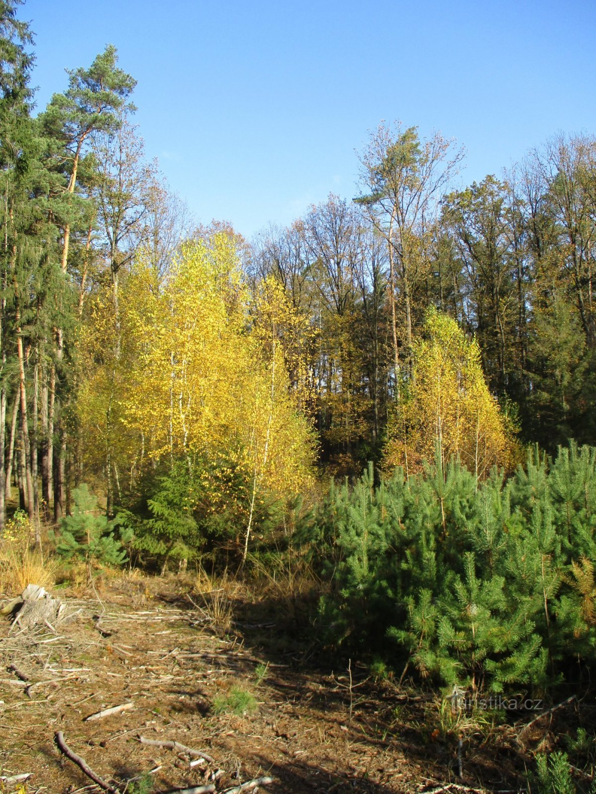 Foresta di Dehetník (selvaggio)