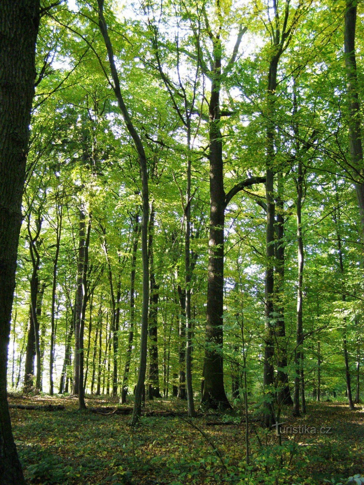 Голский лес - памятники битве 1866 г.