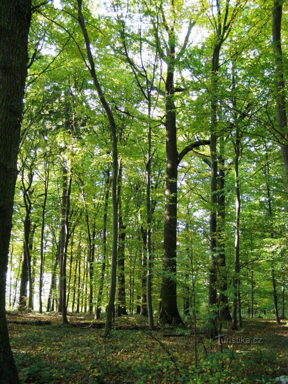 Holá Forest - monumenten van de slag van 1866