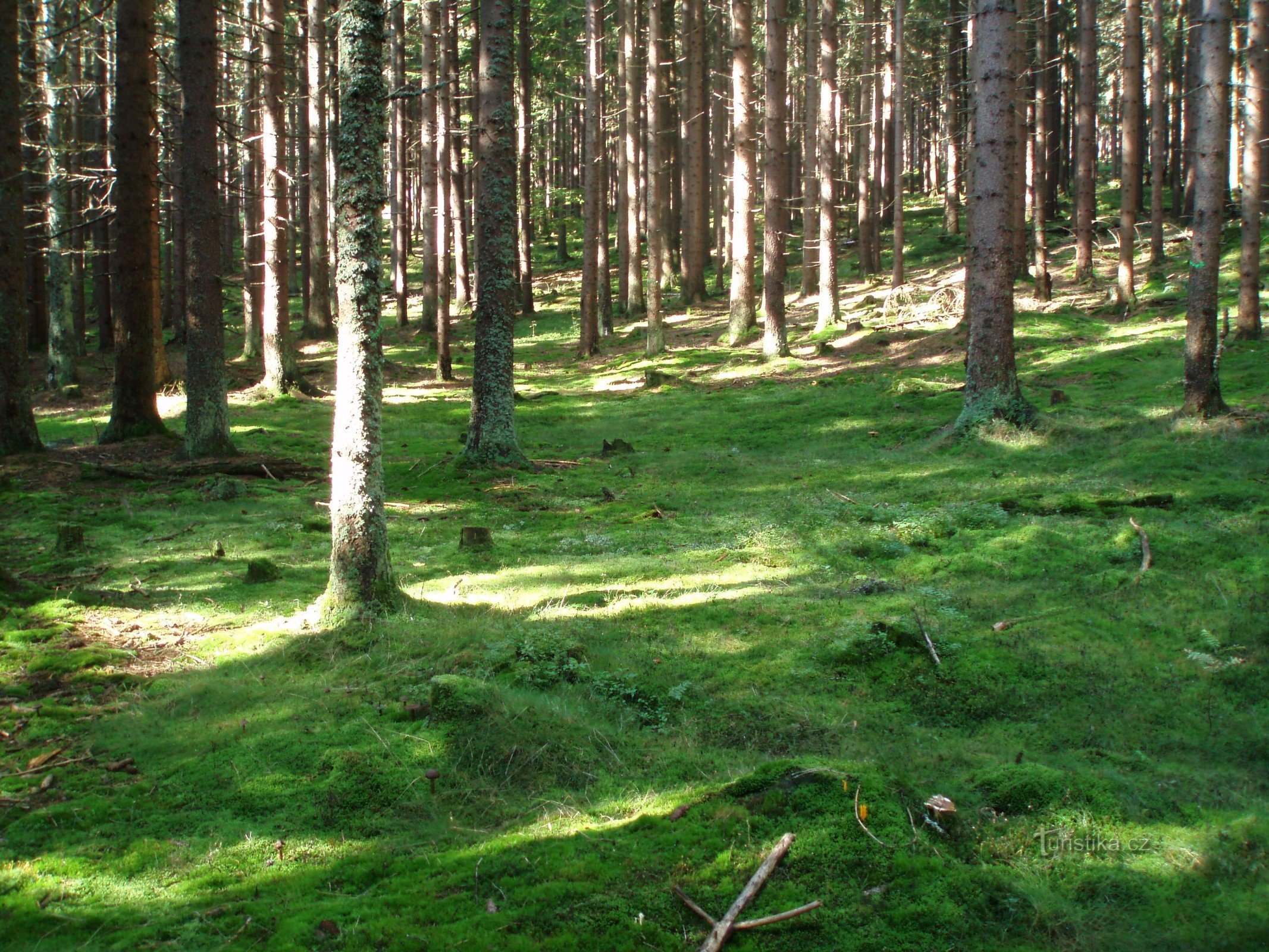 Wald - Teppich