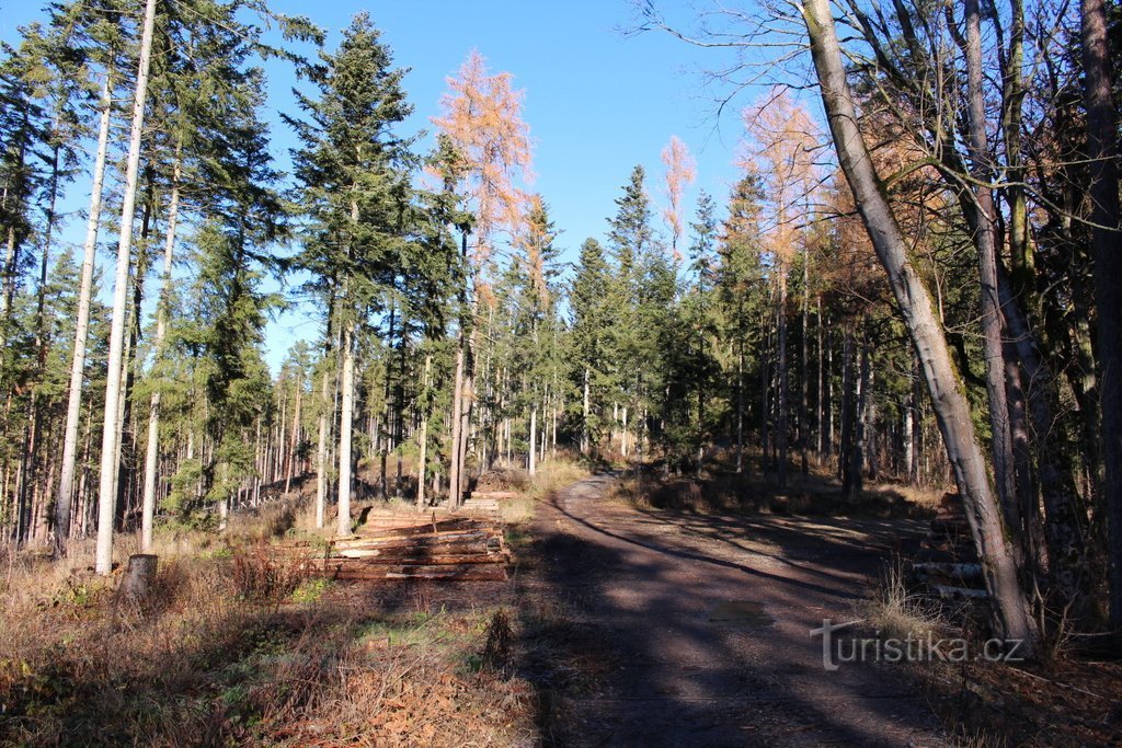 Forest on the southern slope of the mountain