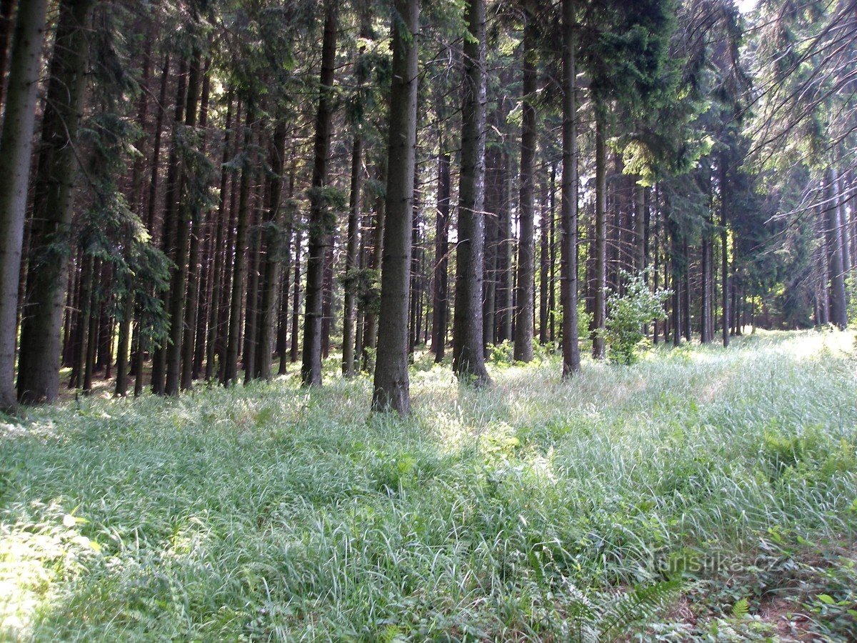 かつての木立の跡地にある森