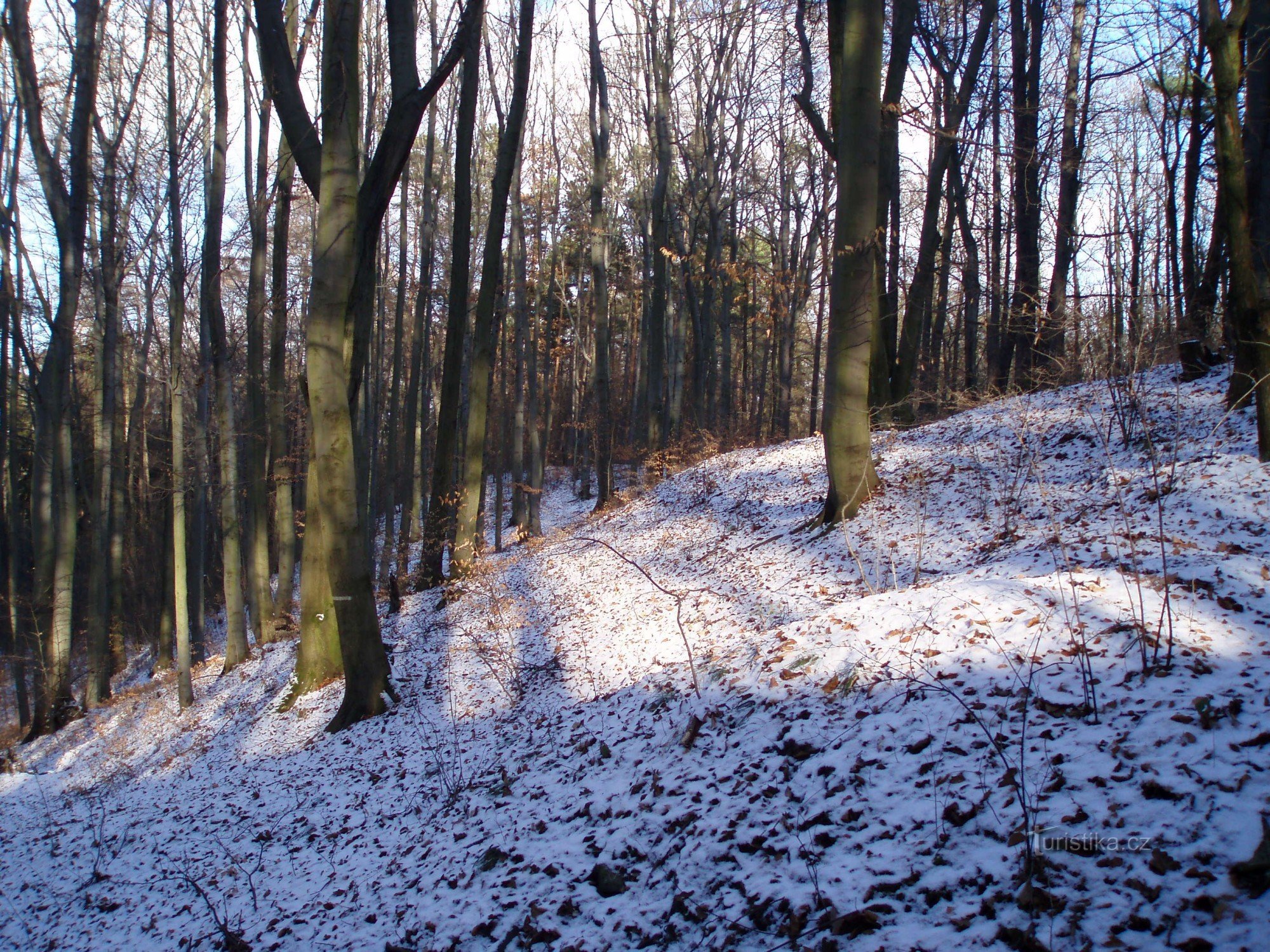 Skov på Ostrovec