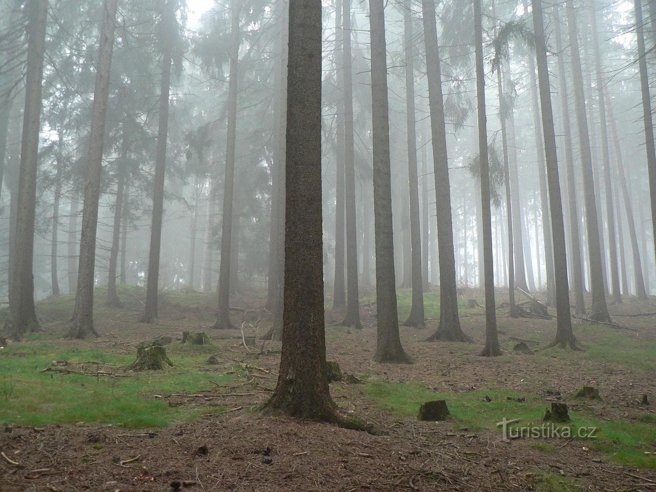 Bos op de helling van de Guard