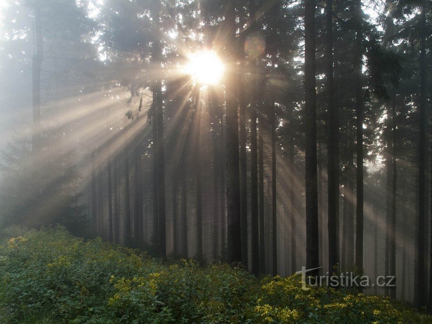 Forêt au-dessus de Ramzová