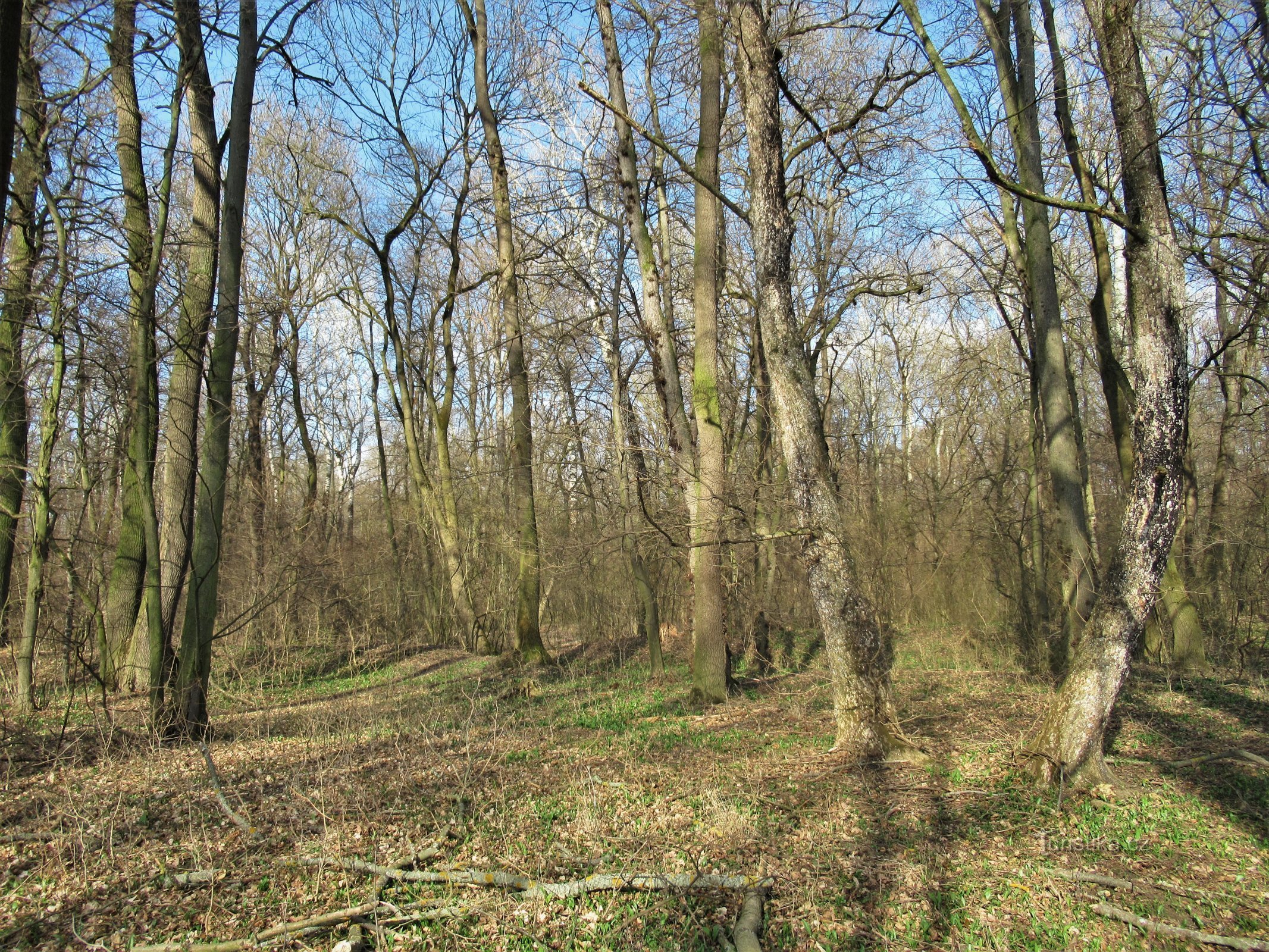 Forêt d'Očov