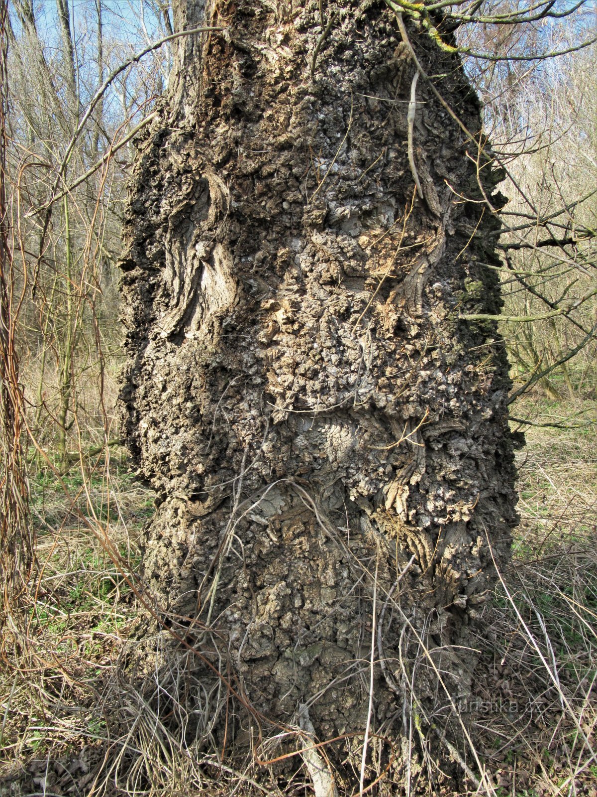 Forêt d'Očov