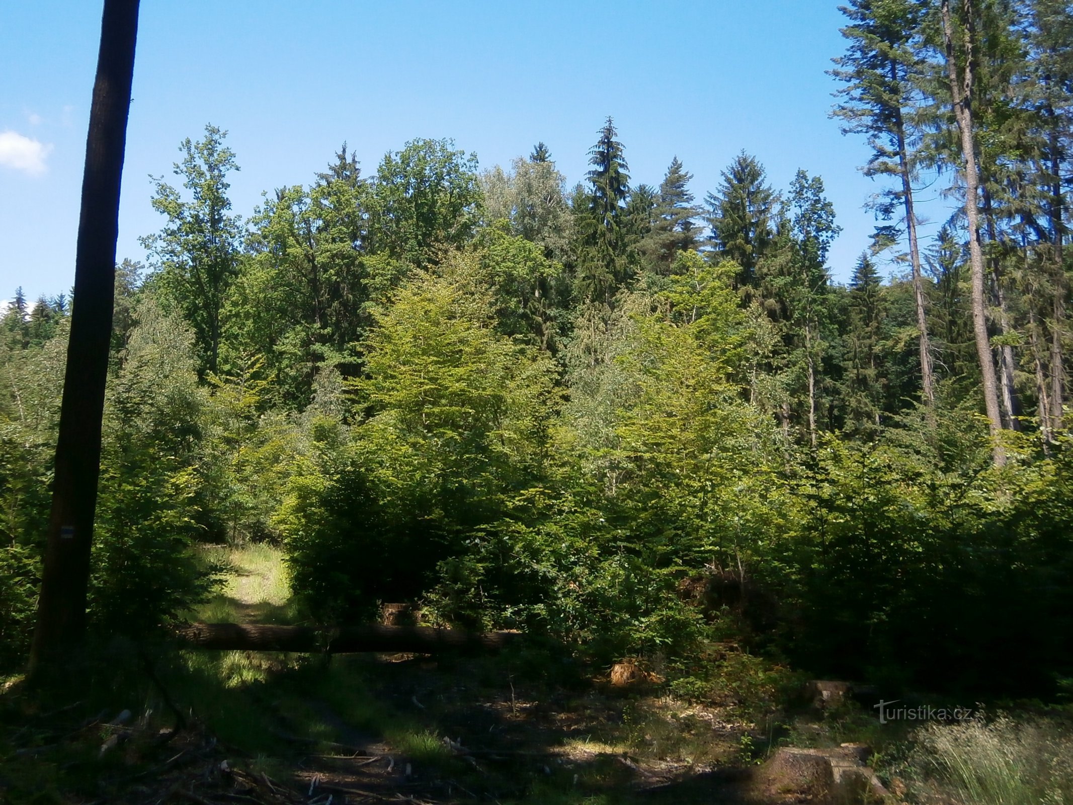 Wald von Obory bis Škopovce (Slatina nad Úpou, 22.6.2016)