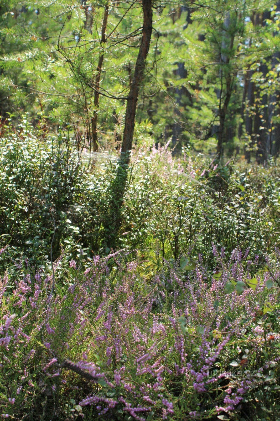 La forêt autour de l'étang de Svět