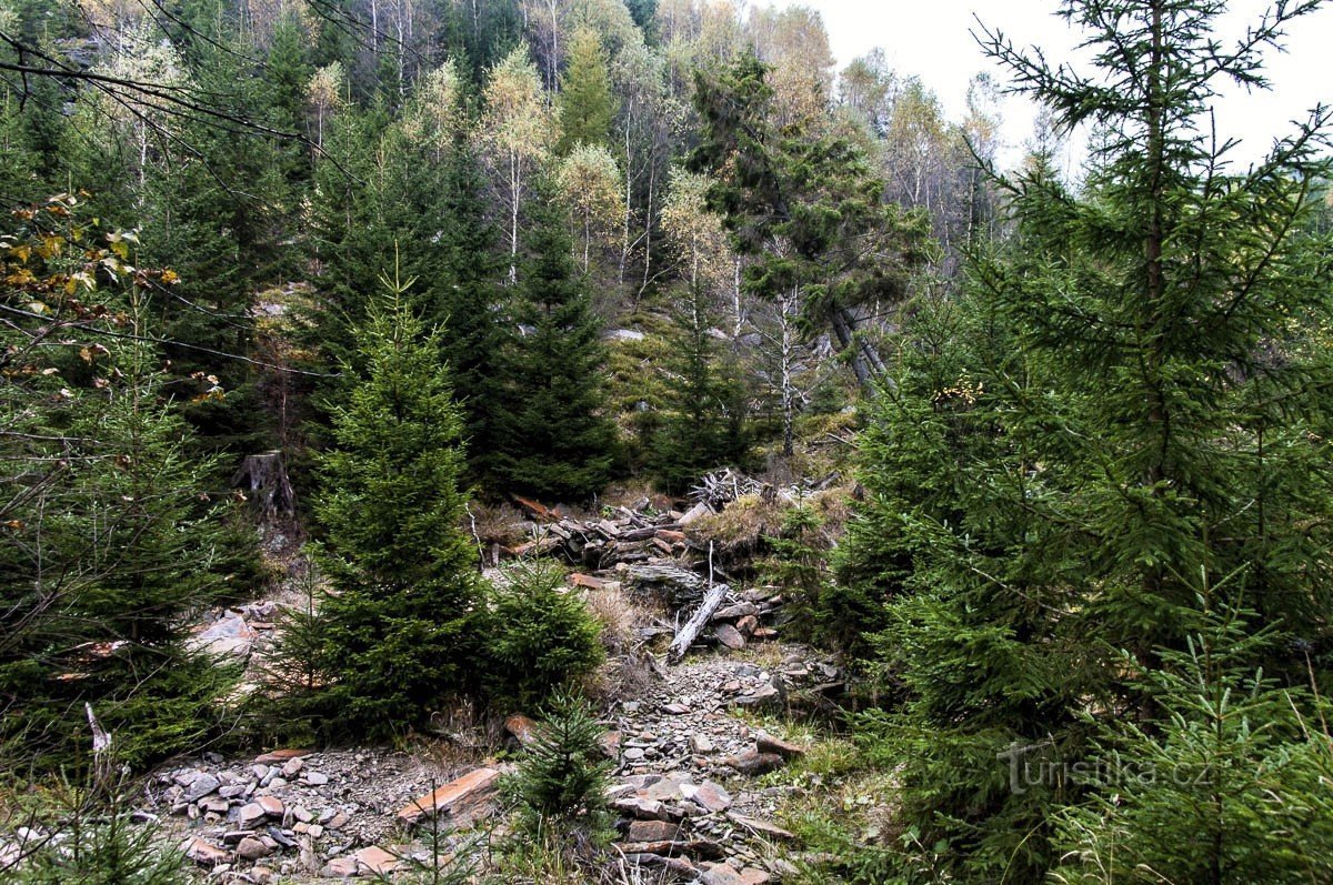 Alunecările de teren refac pădurea