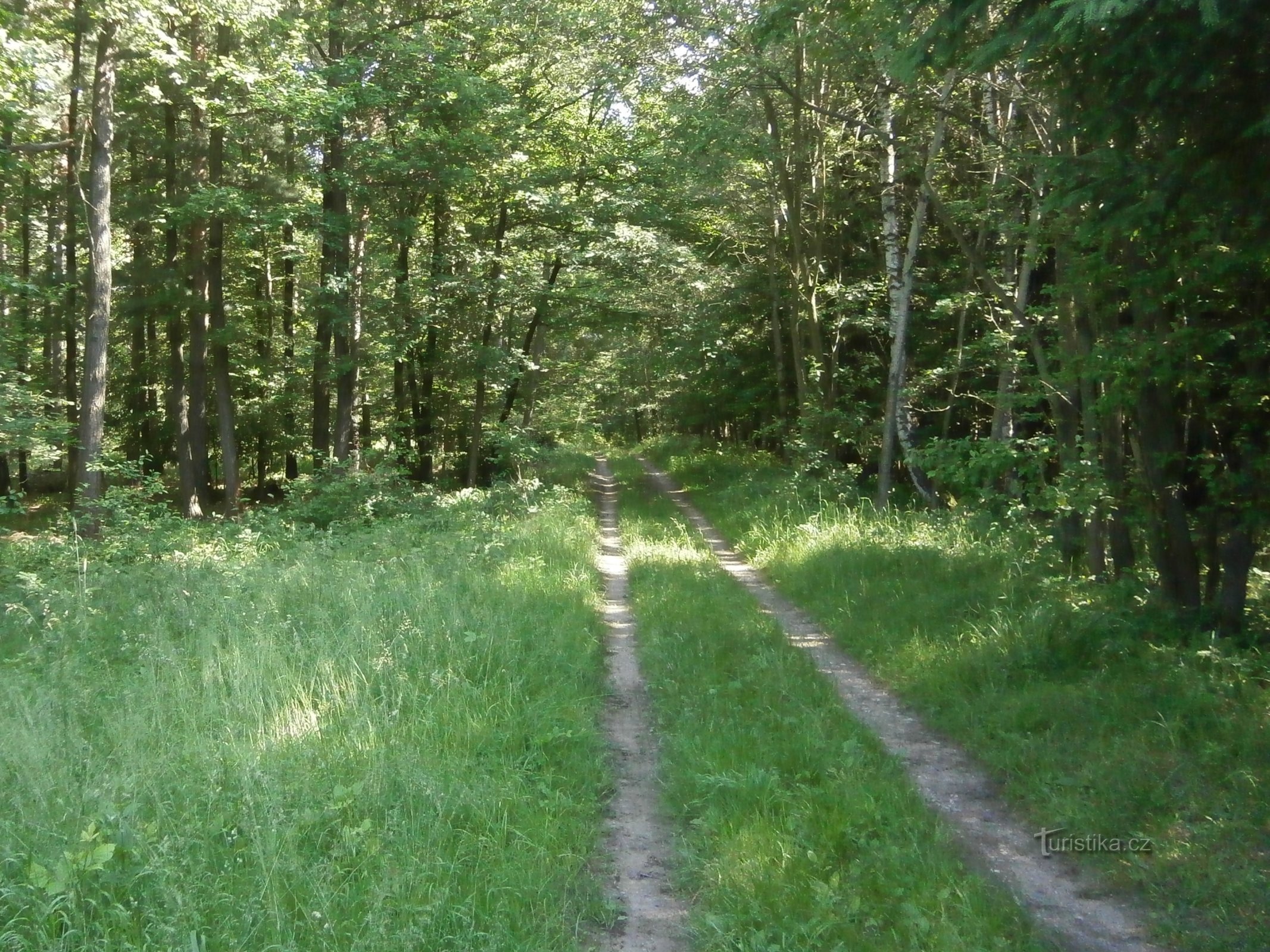 Bosque de Ouliště (Slatina)