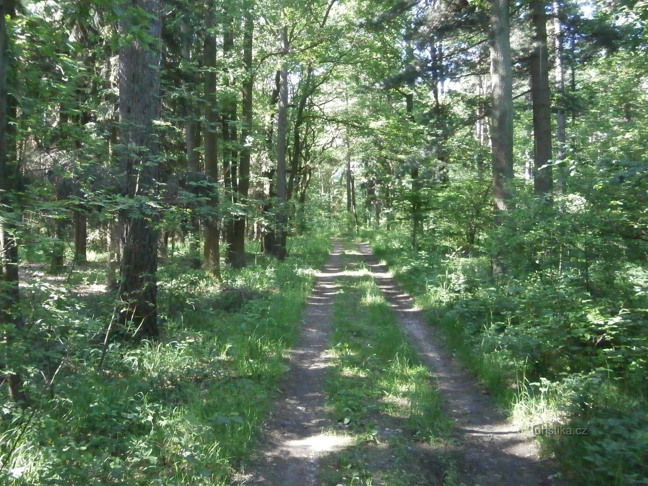 Oulištěn metsä (Slatina)