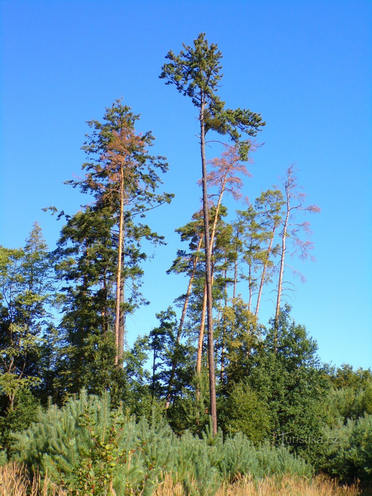 Skogen Šárovec (Polánky nad Dědinou, 9.8.2022 augusti XNUMX)