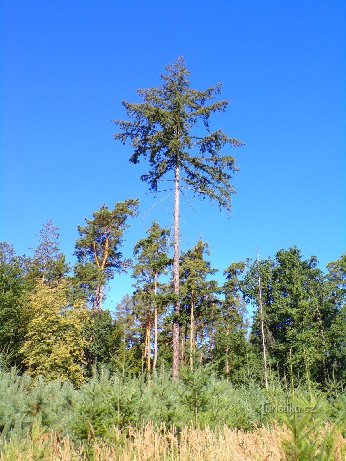 Šárovec 森林（Polánky nad Dědinou，9.8.2022 年 XNUMX 月 XNUMX 日）