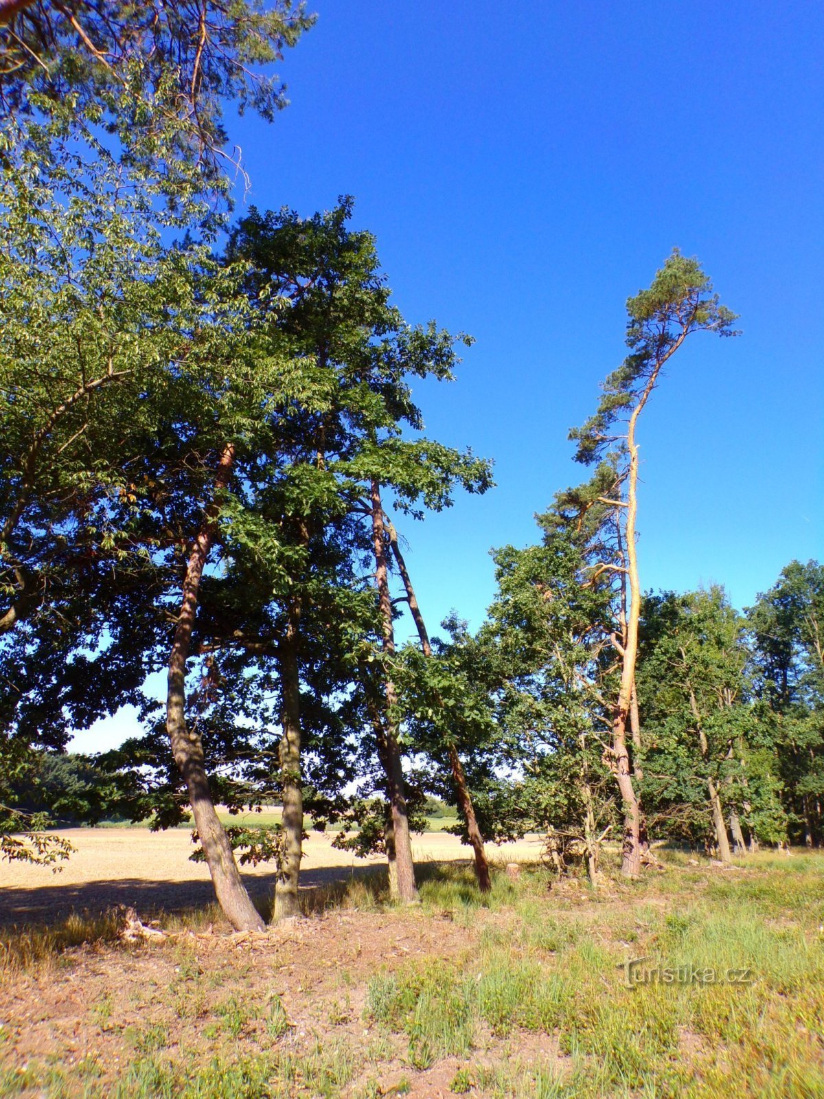 Foresta di Šárovec (Polánky nad Dědinou, 9.8.2022 agosto XNUMX)