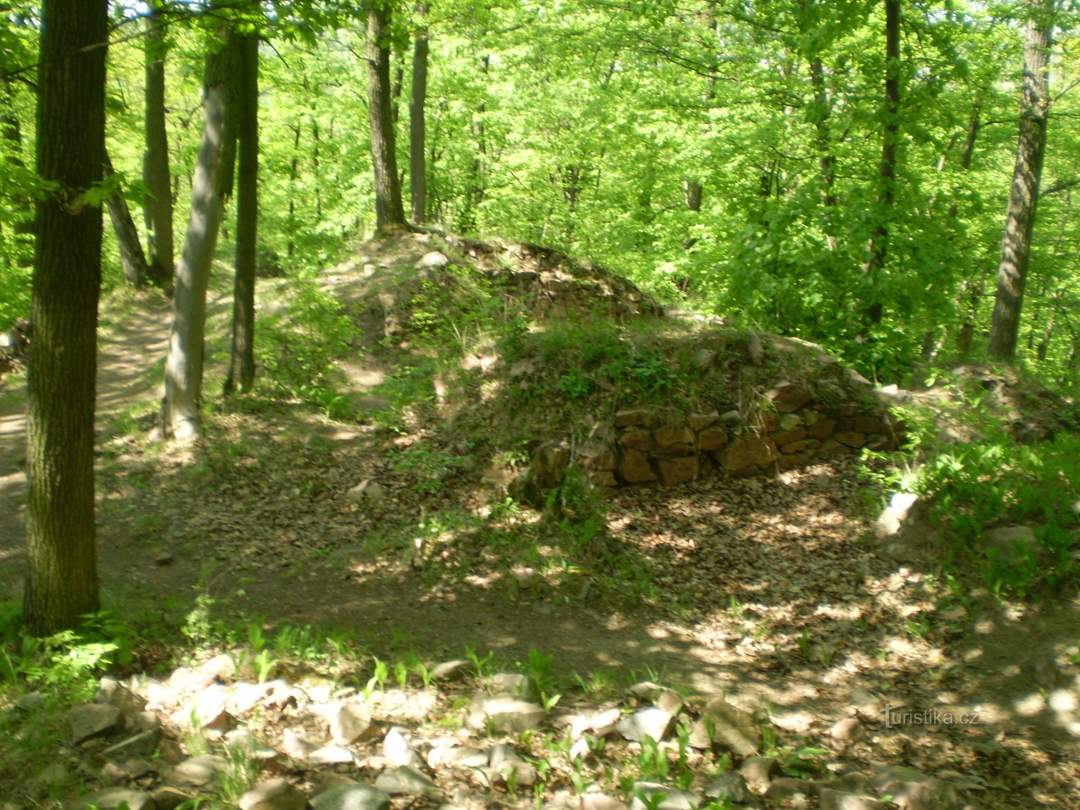 Forest near Babice