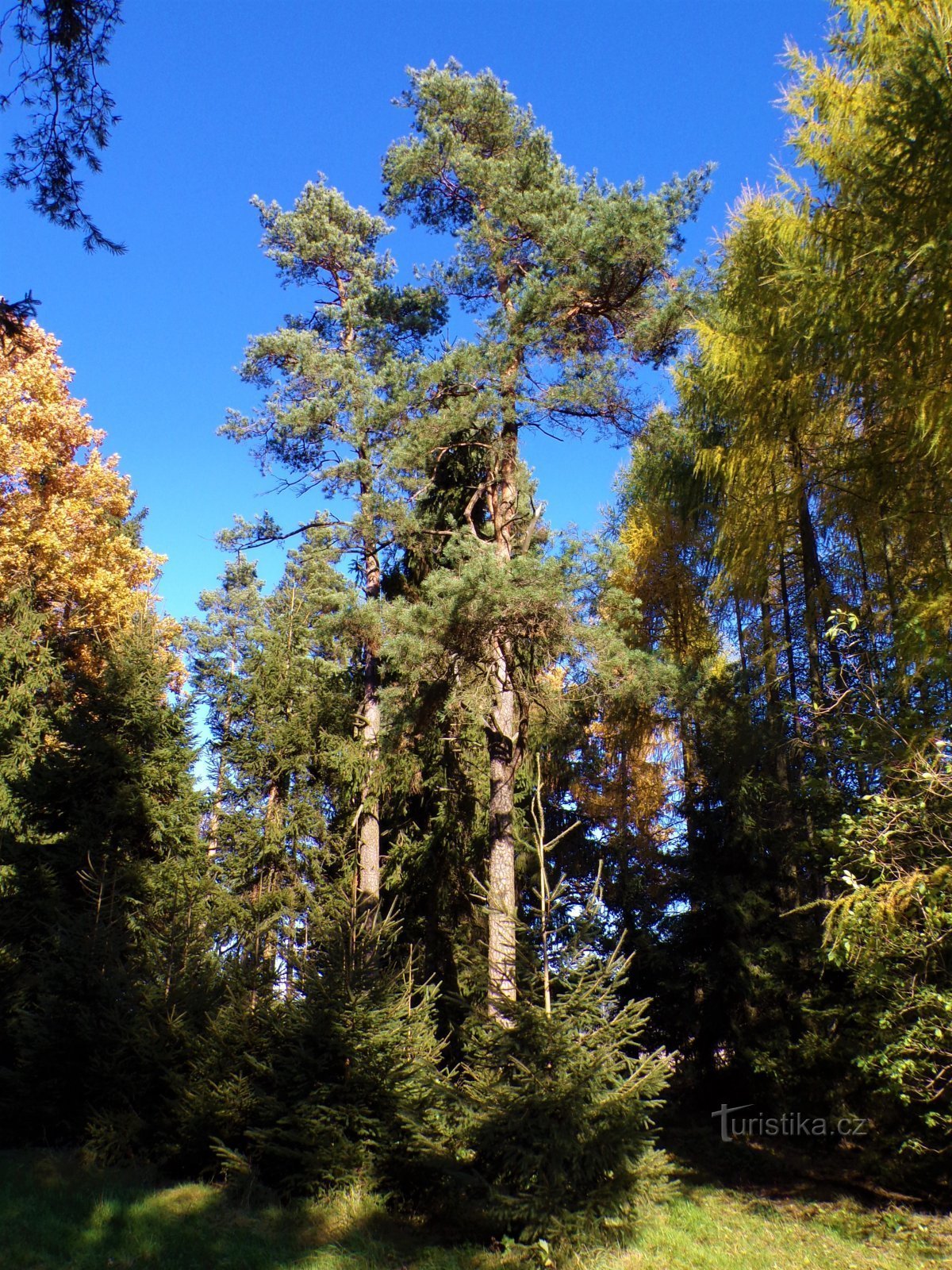 Forest at the Mečovská likality (Mečov, 28.10.2021/XNUMX/XNUMX)