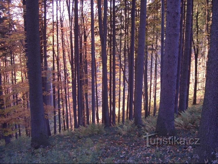 der Wald in der Nähe des Blaus von Kubankov vor dem Reservat