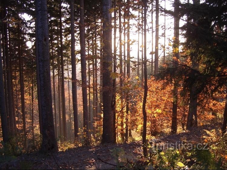 metsä lähellä sinistä Kubánkovista ennen varausta