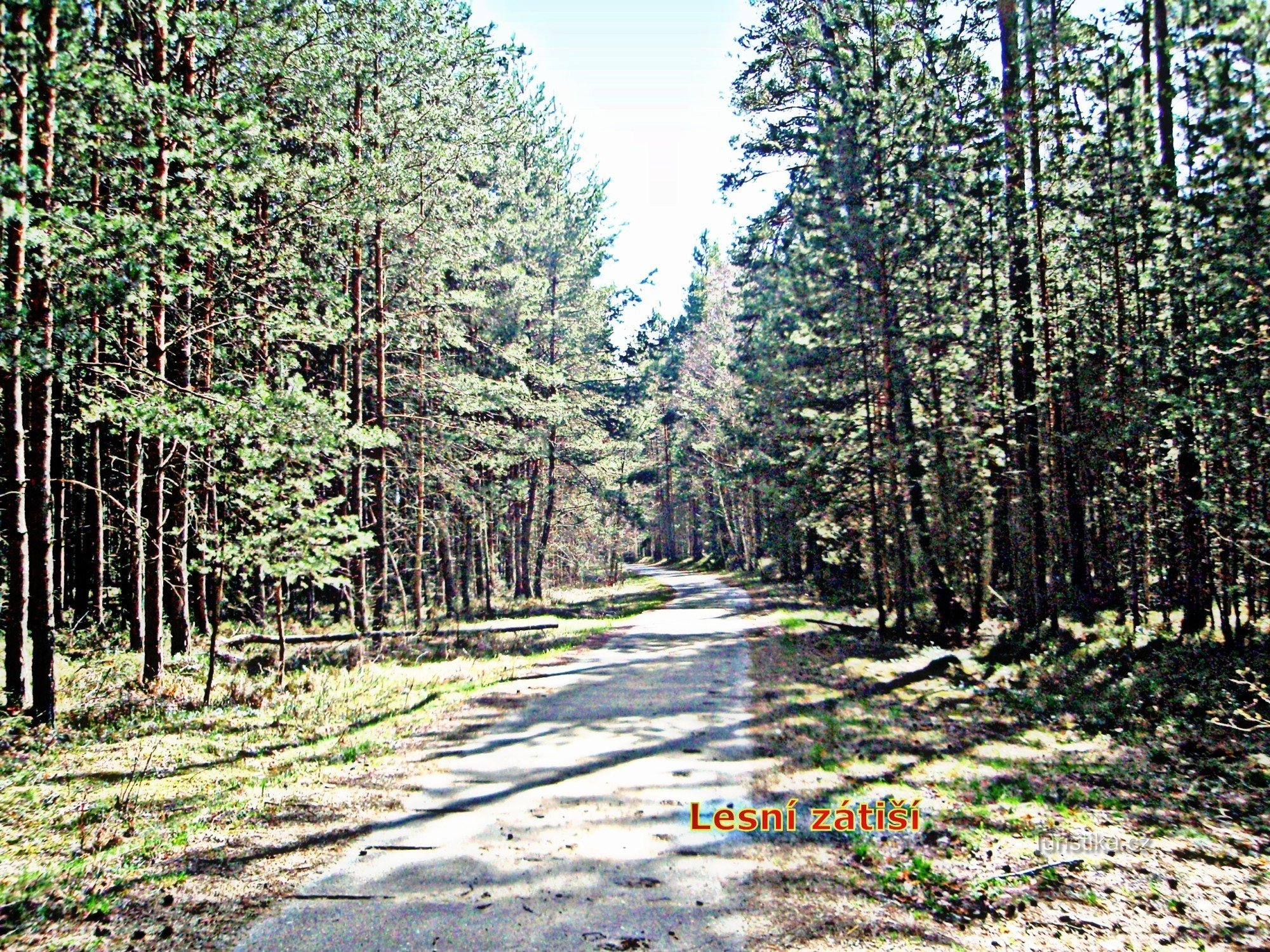 Forest near Srní