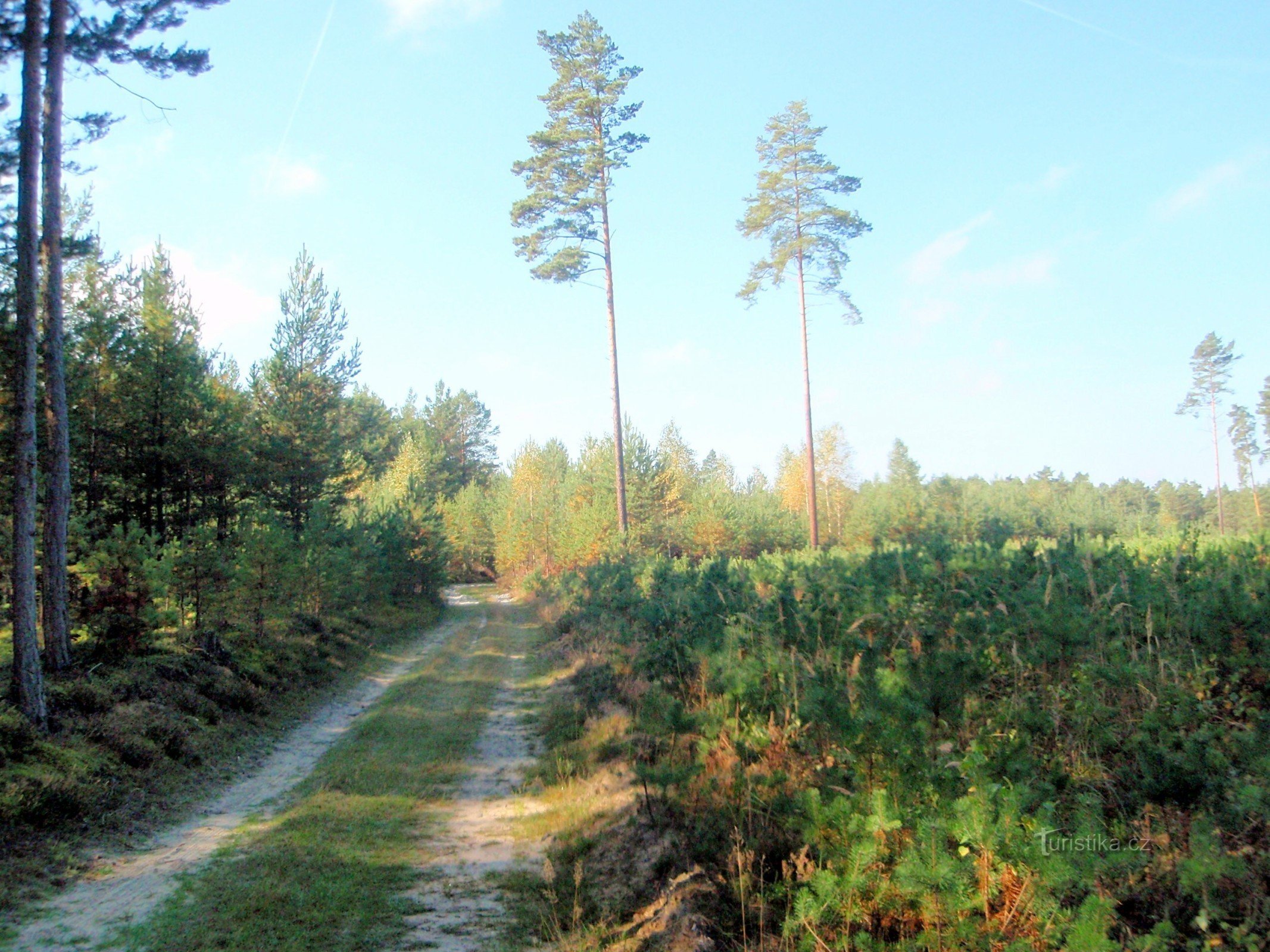 Skog nära Srní