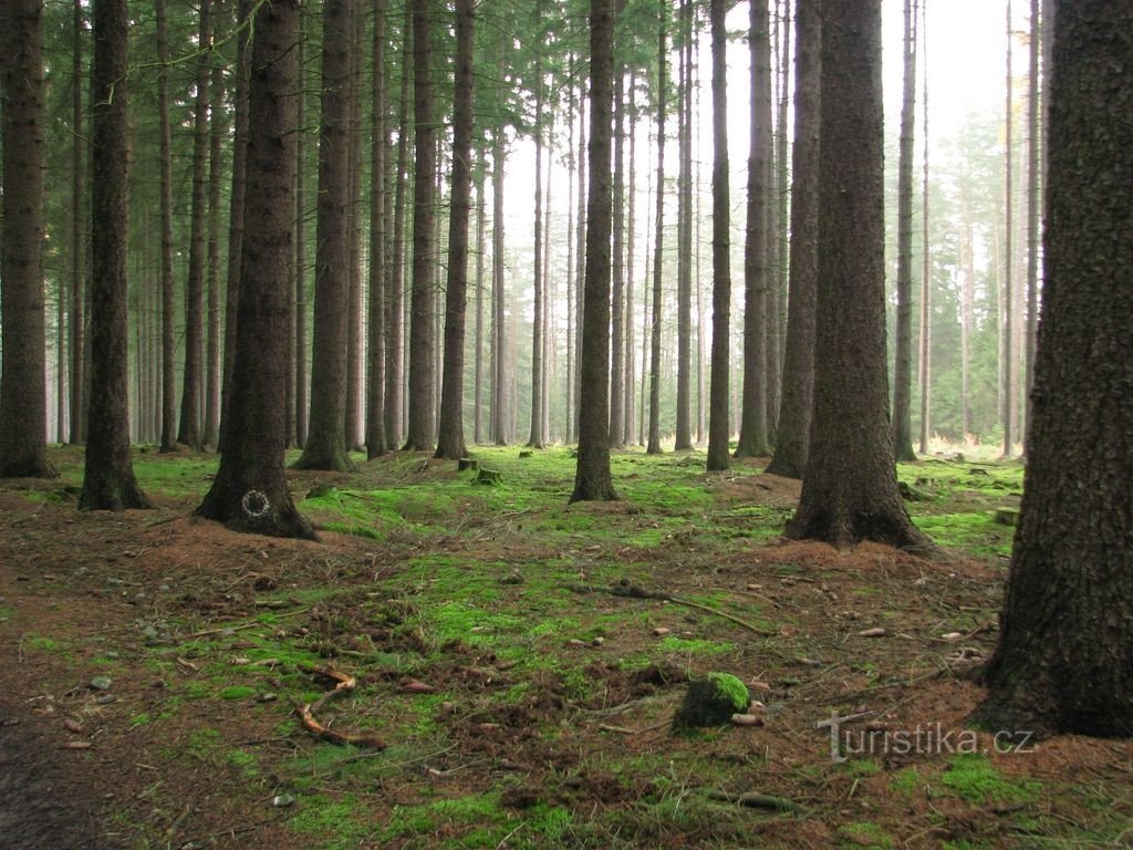 Skog nära Strachovice