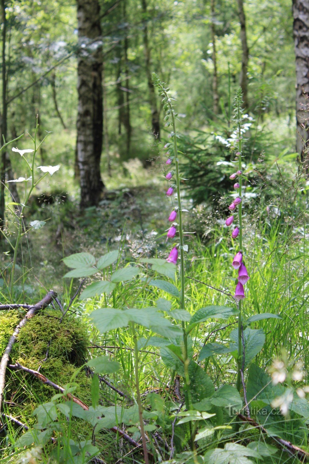 Wald in Hamre