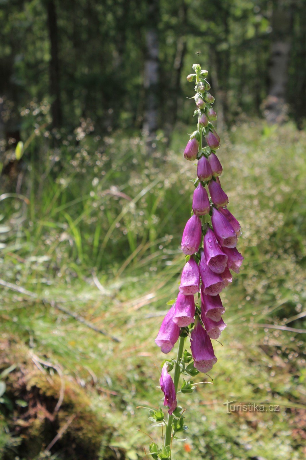 Skog i Hamre