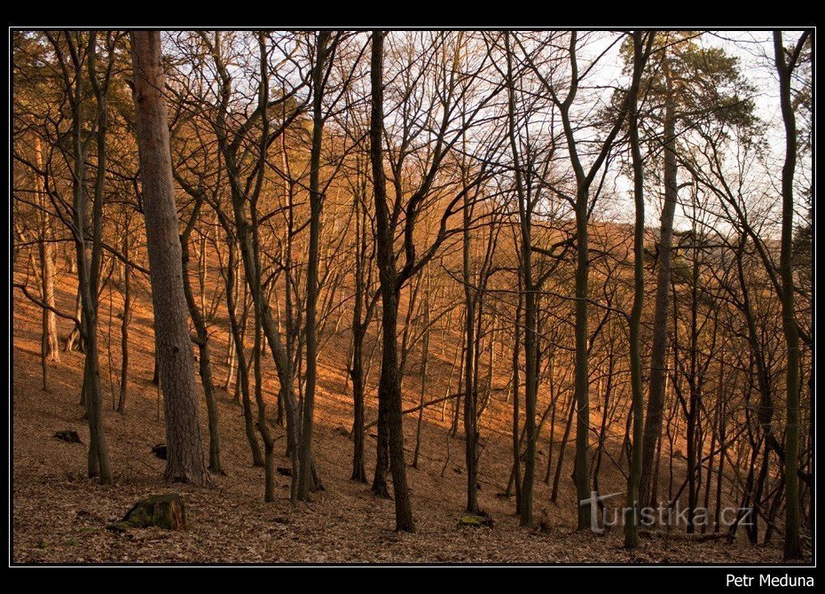Bos in de buurt van Boskovice Bašta