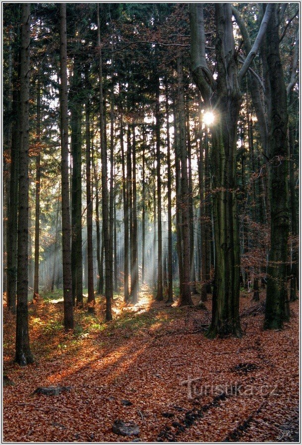 The forest around the crossroads