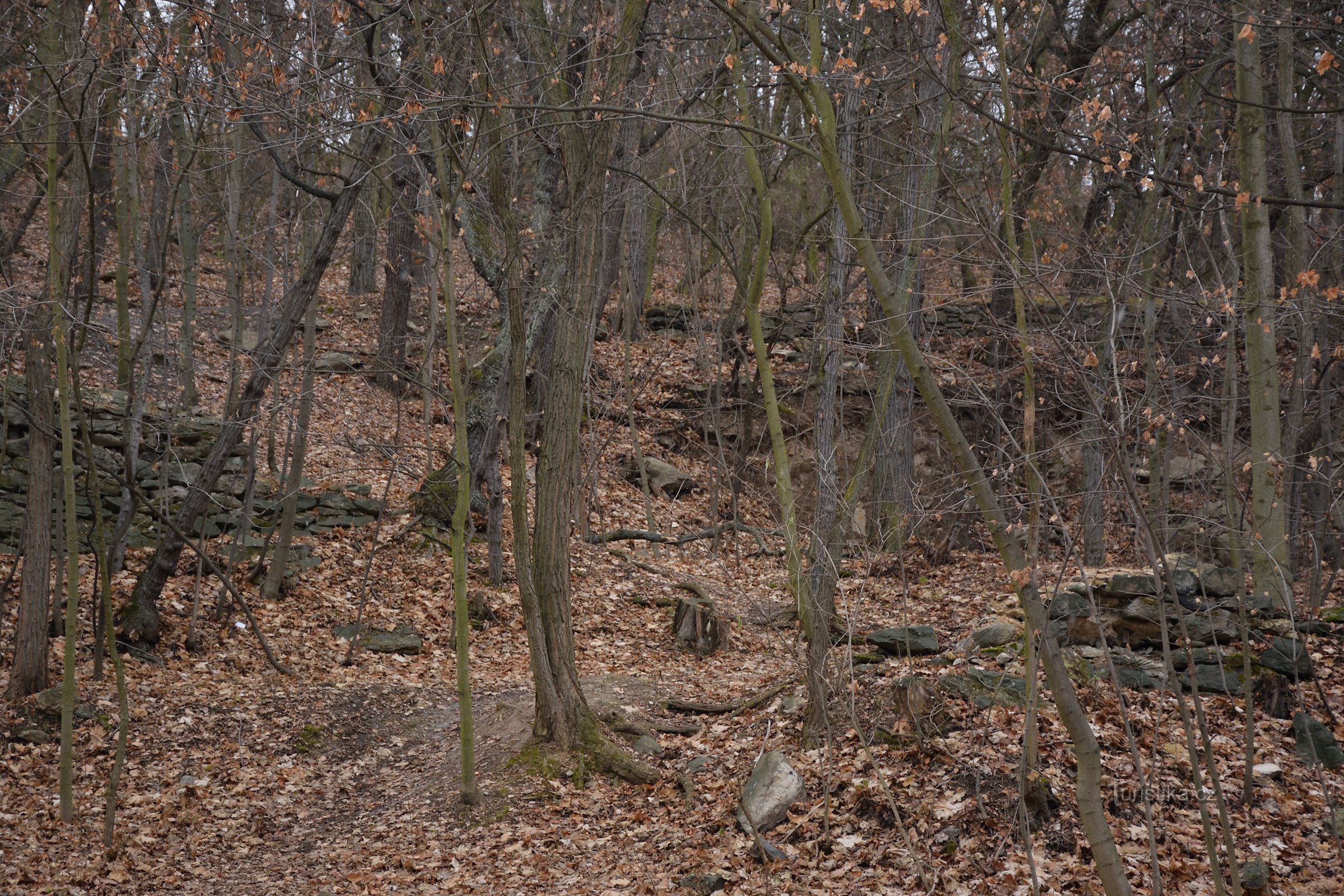 Forest in winter