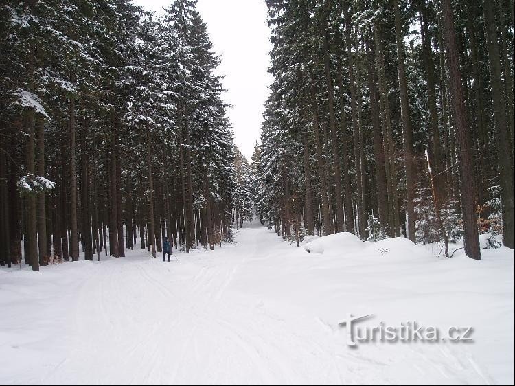 a través del bosque a la izquierda en Mravencovka