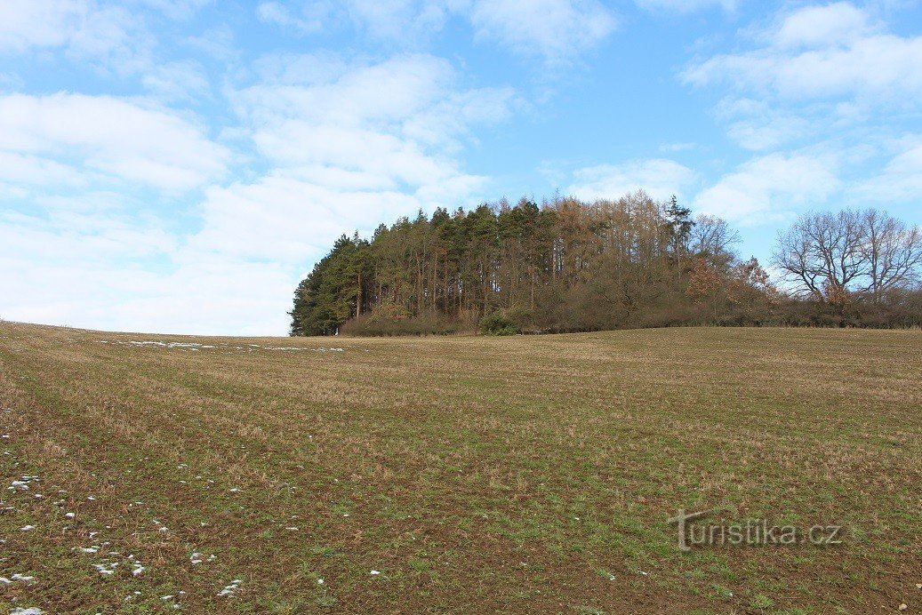 Het bos onder de top van Minovka