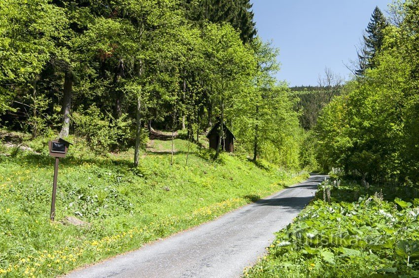 Lesní asfaltka nás dovede ke kapličce