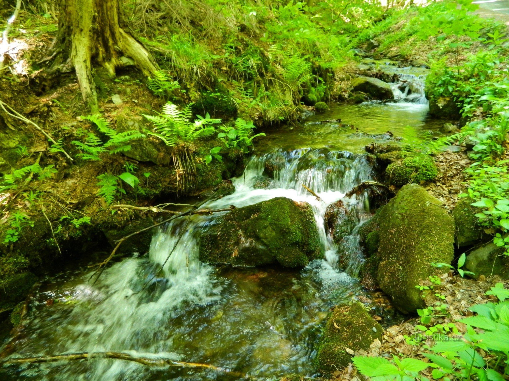 bar de pădure