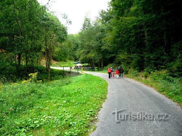 Barra della foresta in lontananza